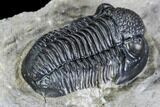 Detailed Gerastos Trilobite Fossil - Morocco #108481-3